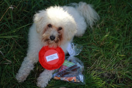 Mini Hafíkovanie Agility pokročilí small 3. miesto